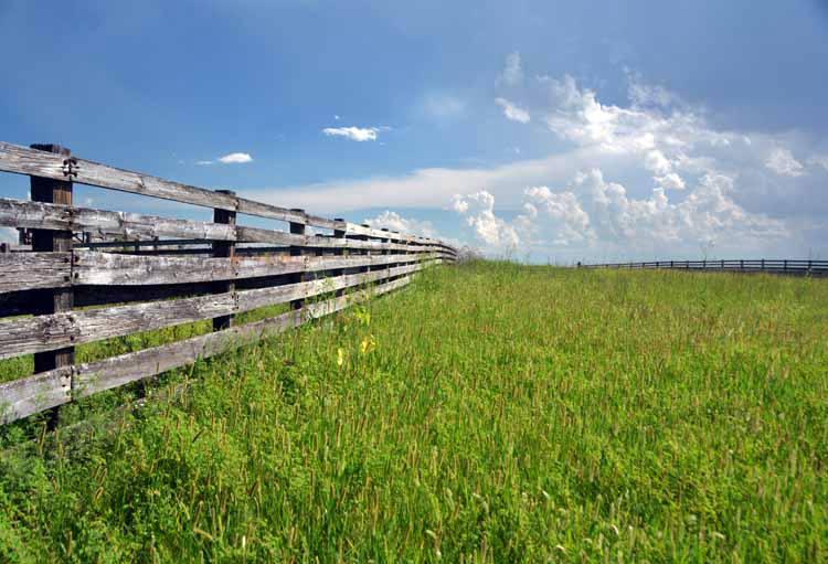 pasture and fence